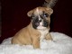 MAGNIFIQUE CHIOT BOULEDOGUE FRANCAIS 