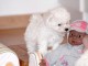 Chiot type bichon maltais femelle à Donner Urgent