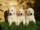 Chiots labrador/golden retriever