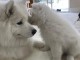 Chiots male et femelle Samoyede a donner