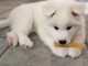 Chiots male et femelle samoyede a donner