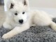 Chiots male et femelle samoyede a donner