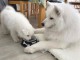 Chiots male et femelle samoyede a donner