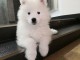 Chiots male et femelle samoyede a donner