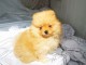 Adorable Chiot Spitz Nain Pomeranien 