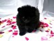 Adorable Chiot Spitz Nain Pomeranien