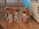 Adorable chiots shiba inu disponible pour adoption