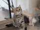 adorables chatons british shorthair male et femelle.