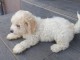 Magnifiques chiot bichon maltais