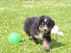 Adoption chiotsbouvier bernois  disponible