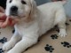 Adoption chiots golden retriever disponible