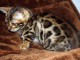 Magnifique chaton bengal en adoption 