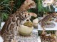 Magnifique chaton bengal en adoption 