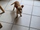 Chiot 5 mois chihuahua jack rusel 