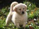 MAGNIFIQUE CHIOT GOLDEN 