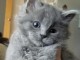 Chaton gris poil long