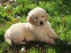 MAGNIFIQUE CHIOT GOLDEN 