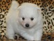 A donner chiot type spitz japonais femelle