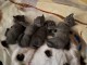 magnifiques chatons chartreux