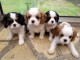 chiots Cavalier king Charles