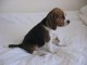 Adoption chiots beagle dispo tout suite