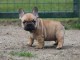 Adorable chiots bouledogue francais disponible