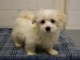 Adorable chiots bichon maltais disponible