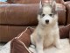 Chiots Husky de Sibérie LOF disponibles