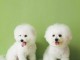 Magnifique chiot bichon en adoption pour de bonne famille