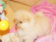 Magnifique chiot Spitz Nain en adoption pour de bonne famille