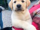 Magnifique chiot labrador en adoption pour de bonne famille