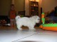 A donner Magnifique chiot bichon maltais femelle