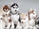 MAGNIFIQUE CHIOTS HUSKY POUR ADOPTION