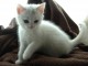Magnifique chaton sacré de birmanie en adoption