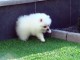 A DONNER adorable chiot femelle spitz nain femelle