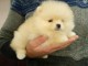 A DONNER adorable chiot femelle spitz nain femelle