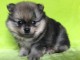 A DONNER adorable chiot femelle spitz nain femelle