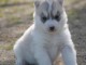 A donner chiots Husky 