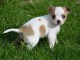 CHIOTS CHIHUAHUA POUR ADOPTION DISPOS DE SUITE