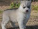 A donner chiots Husky 