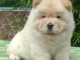 A donner Chow chow femelle blanche non lof