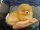 A DONNER adorable chiot femelle spitz nain femelle