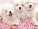 adorable chiots Bichon Maltais