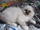 Magnifique chaton sacre de Birmanie