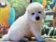 Chiots samoyede inscrit au CKC a donner