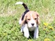 chiot Beagle inscrit au CKC a donner