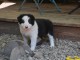 chiots Border collie a donner