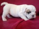 chiot bulldog anglais a donner