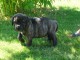 Magnifique chiots bullmastiff a donner