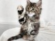 Chaton Maine Coon adorable